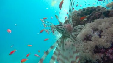 Zarif lionfish. Mısır yakınlarında Kızıldeniz Dalış.