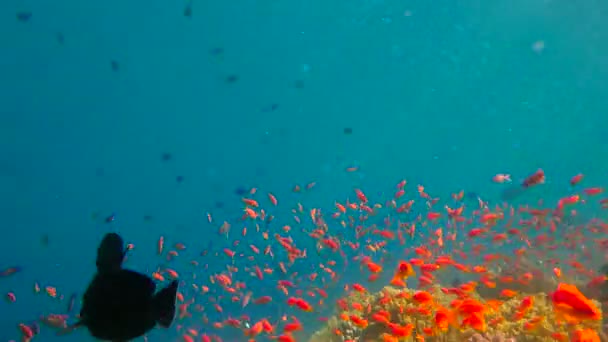 Színes korallzátonyok. Búvárkodás a Vörös-tenger közelében Egyiptom. — Stock videók