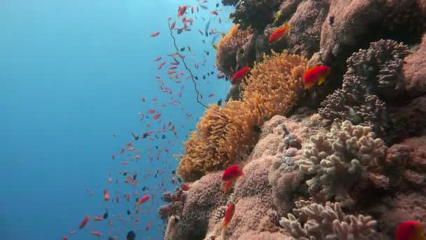 Symbióza clown ryb a sasanky. Potápění v Rudém moři poblíž Egypt. — Stock video