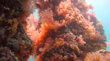 Renkli mercan resif. Mısır yakınlarında Kızıldeniz Dalış.