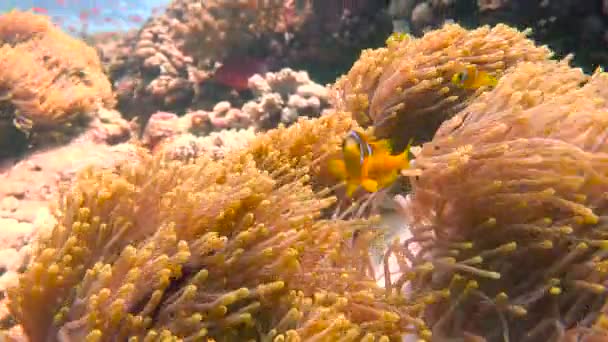 Simbiosi di pesci pagliaccio e anemoni. Immersioni nel Mar Rosso vicino all'Egitto . — Video Stock