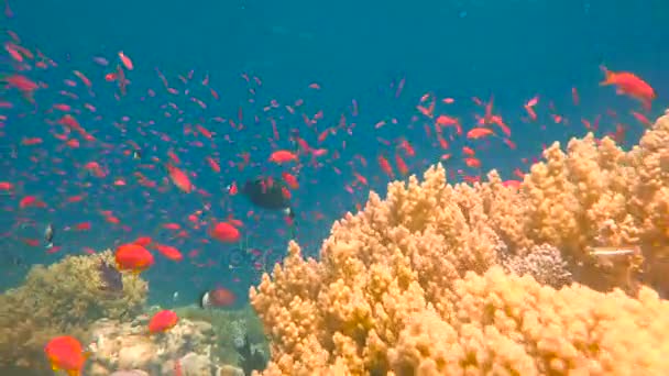 カラフルなサンゴ礁。エジプトの近く紅海でのダイビング. — ストック動画
