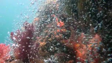 Renkli mercan resif. Mısır yakınlarında Kızıldeniz Dalış.