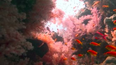 Renkli mercan resif. Mısır yakınlarında Kızıldeniz Dalış.