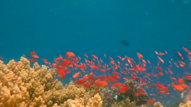 Färgglada korallrev. Dykning i Röda havet nära Egypten. — Stockvideo