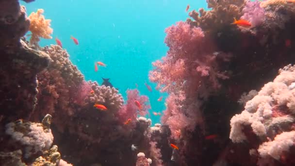 Färgglada korallrev. Dykning i Röda havet nära Egypten. — Stockvideo