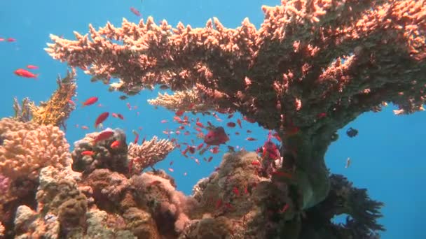 Recifes de corais coloridos. Mergulho no Mar Vermelho perto do Egito . — Vídeo de Stock