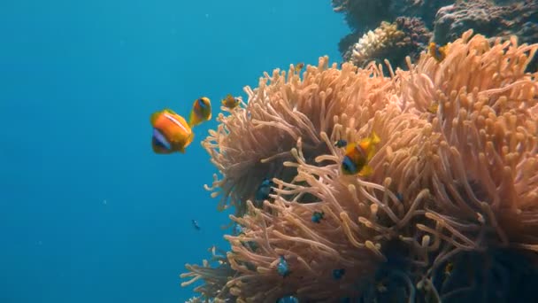 Palyaço balık ve anemon sembiyoz. Mısır yakınlarında Kızıldeniz Dalış. — Stok video