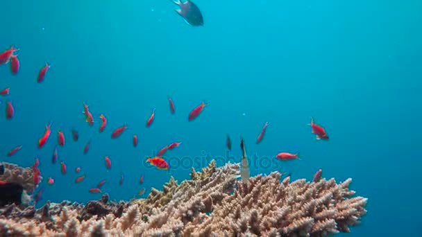 Pez mariposa. Buceo en el Mar Rojo cerca de Egipto . — Vídeo de stock
