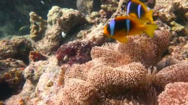 Palyaço balık ve anemon sembiyoz. Mısır yakınlarında Kızıldeniz Dalış.