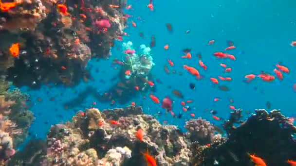 Färgglada korallrev. Dykning i Röda havet nära Egypten. — Stockvideo