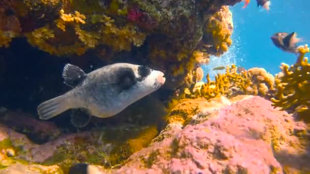 Arothronfish. Buceo en el Mar Rojo cerca de Egipto . — Vídeos de Stock