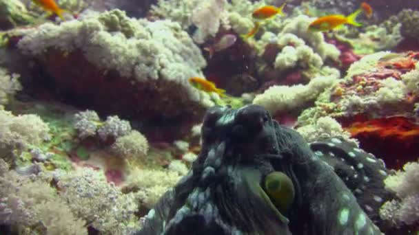 Polpo. Immersioni nel Mar Rosso vicino all'Egitto . — Video Stock