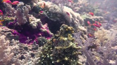 Ahtapot. Mısır yakınlarında Kızıldeniz Dalış.