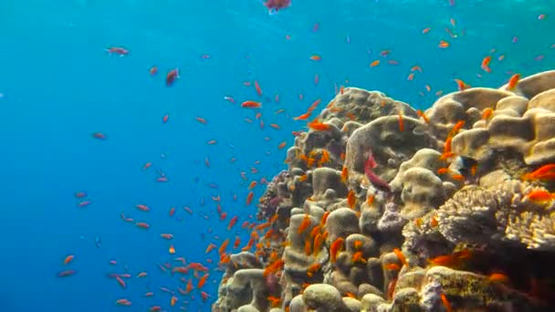 Färgglada korallrev. Dykning i Röda havet nära Egypten. — Stockvideo