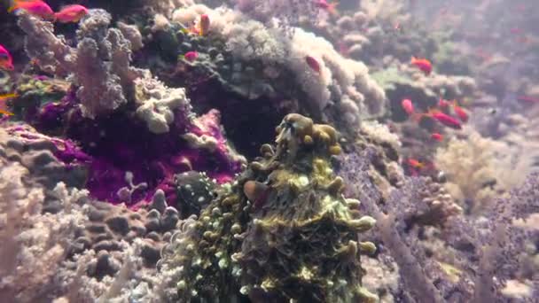 Polpo. Immersioni nel Mar Rosso vicino all'Egitto . — Video Stock