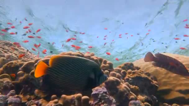 Paar keizer engelen vis op het rif van Elphinstone. Duiken in de rode zee in de buurt van Egypte. — Stockvideo