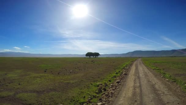 Safari - resa genom den afrikanska savannen. Tanzania. — Stockvideo