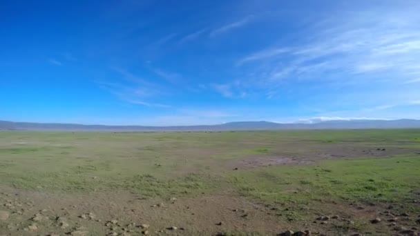 Safari - viagem pela Savannah Africana. Tanzânia . — Vídeo de Stock