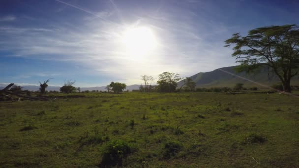 Safari - voyage à travers la savane africaine. Tanzanie . — Video