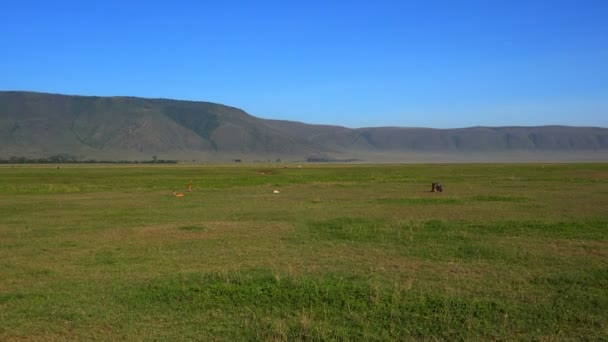 Par vita noshörningar i Ngorongorokratern. Safari - resa genom den afrikanska savannen. Tanzania. — Stockvideo