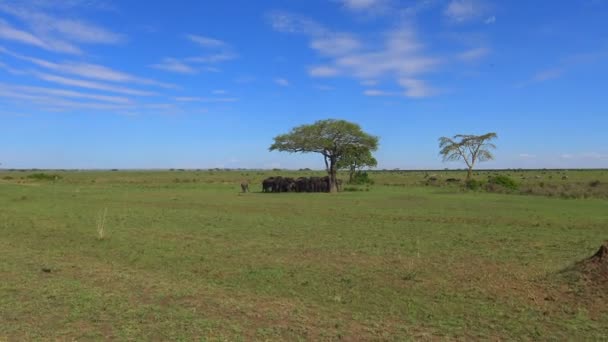 Een kudde olifanten, Zebra, gnoe. Safari - reis door de Afrikaanse savanne. Tanzania. — Stockvideo