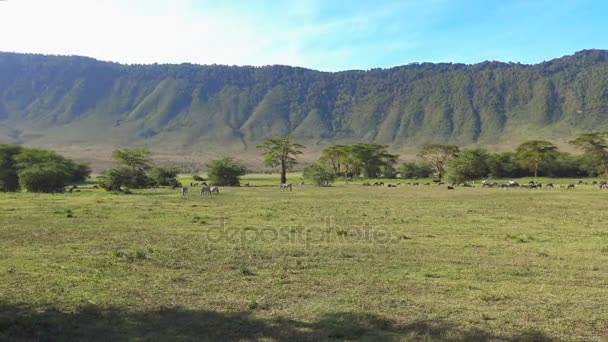 Wildebeest y Zebra en el cráter de Ngorongoro. Safari - viaje a través de la sabana africana. Tanzania . — Vídeos de Stock