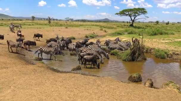 Een kudde Zebra en gnoes. Safari - reis door de Afrikaanse savanne. Tanzania. — Stockvideo