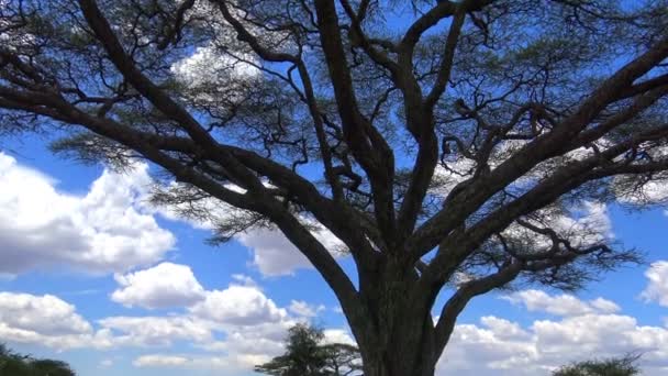 Deštník akácie. Safari - cesta přes africké savany. Tanzanie. — Stock video