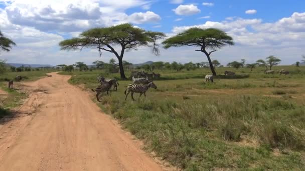 Stado Zebra i GNU. Safari - podróż przez afrykańskiej sawanny. Tanzania. — Wideo stockowe
