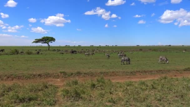 シマウマ、ゾウ、ヌーの群れ。サファリ - アフリカのサバンナを旅します。タンザニア. — ストック動画