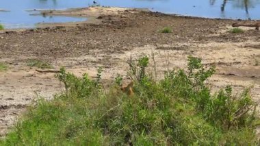 Antilop gözlemliyor. Safari - Afrika savana yolculuk. Tanzanya.