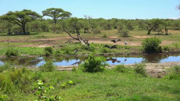 Marabou storkar. Safari - resa genom den afrikanska savannen. Tanzania. — Stockvideo