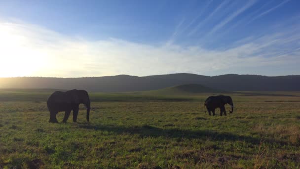 Afrikanska elefanter i Ngorongorokratern. Safari - resa genom den afrikanska savannen. Tanzania. — Stockvideo