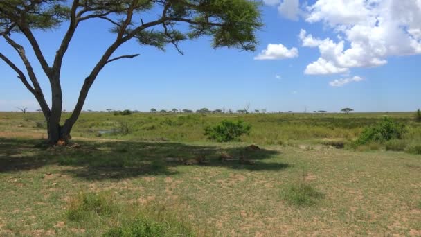 Afrikaanse leeuwen. Safari - reis door de Afrikaanse savanne. Tanzania. — Stockvideo