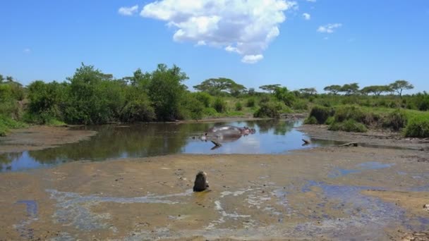 Flusspferde im Austrocknen des Flusses. Safari - Reise durch die afrikanische Savanne. Tansania. — Stockvideo