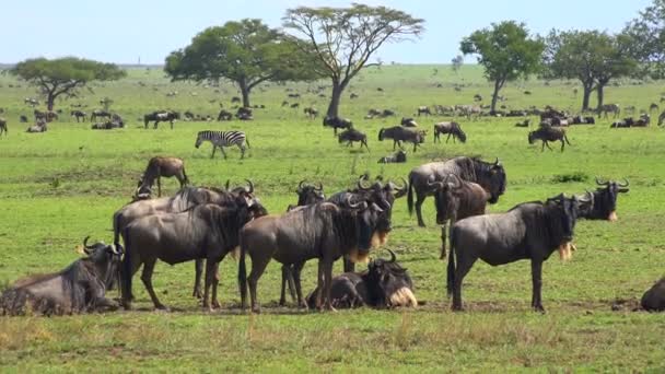 Ένα κοπάδι από ζέβρες και τα γκνου (wildebeest). Σαφάρι - ταξίδι στο της αφρικανικής σαβάνας. Τανζανία. — Αρχείο Βίντεο