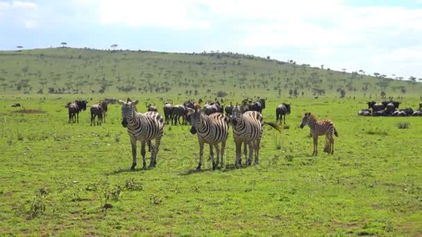 떼 얼룩말과 누 우 사파리-아프리카 사바나를 통해 여행입니다. 탄자니아. — 비디오