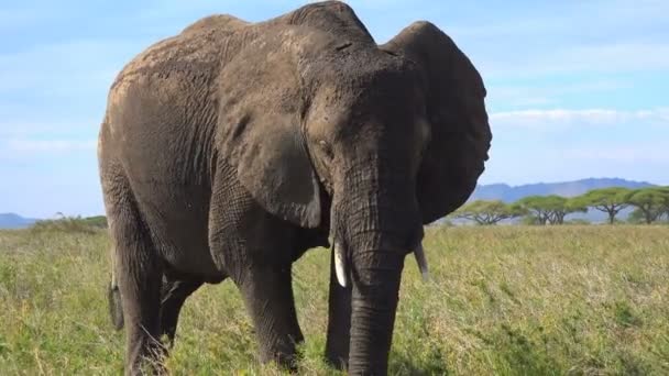 African elephants. Safari - journey through the African Savannah. Tanzania. — Stock Video