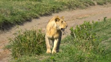 Genç bir Afrika aslanı. Safari - Afrika savana yolculuk. Tanzanya.