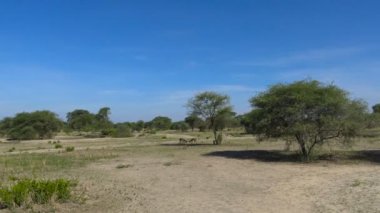  Antilop Impala. Safari - Afrika savana yolculuk. Tanzanya.