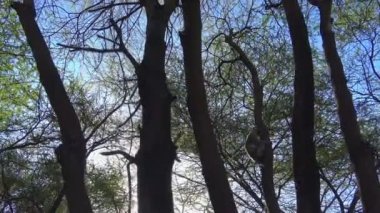 Vervet maymunları. Safari - Afrika savana yolculuk. Tanzanya.