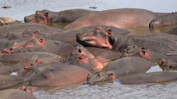 Hippos in the drying up of the river. Safari - journey through the African Savannah. Tanzania. — Stock Video