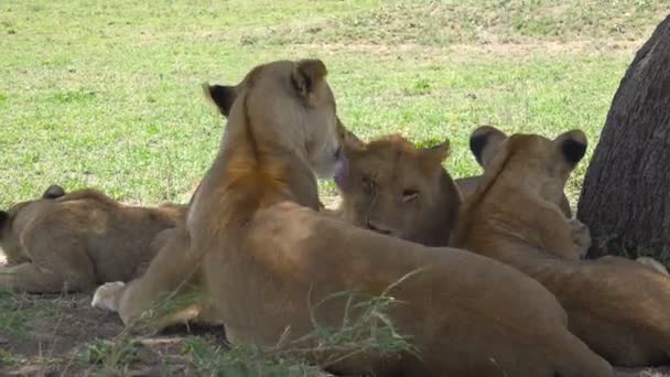 Afrikai oroszlánok. Safari - utazás az afrikai szavanna. Tanzánia. — Stock videók