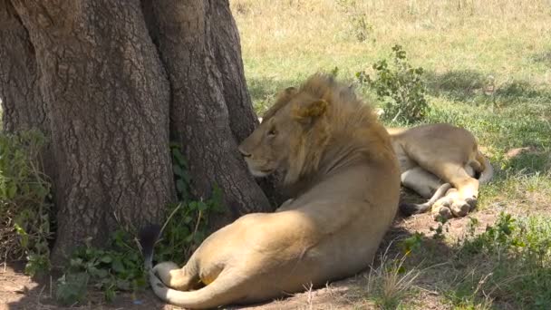 非洲狮子。野生动物园-非洲大草原之旅。坦桑尼亚. — 图库视频影像