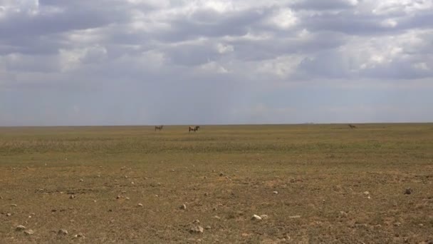 Eland. Safari - cesta přes africké savany. Tanzanie. — Stock video