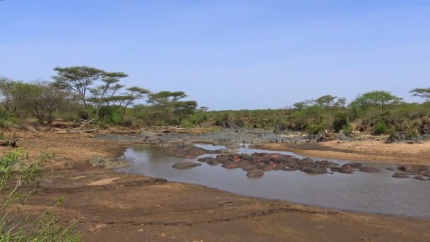 Hippos in the drying up of the river. Safari - journey through the African Savannah. Tanzania. — Stock Video