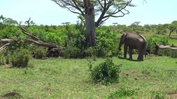 アフリカゾウ。サファリ - アフリカのサバンナを旅します。タンザニア. — ストック動画