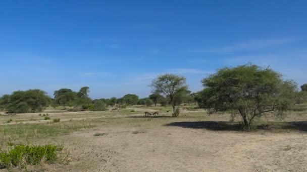 Antilopa Impala. Safari - cesta přes africké savany. Tanzanie. — Stock video