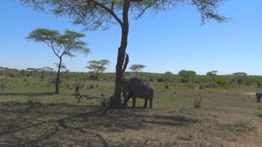 Afrika filleri. Safari - Afrika savana yolculuk. Tanzanya.